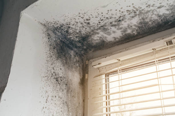 Affordable Hvac And Air Duct Mold Remediation solutions in Westwood, MA